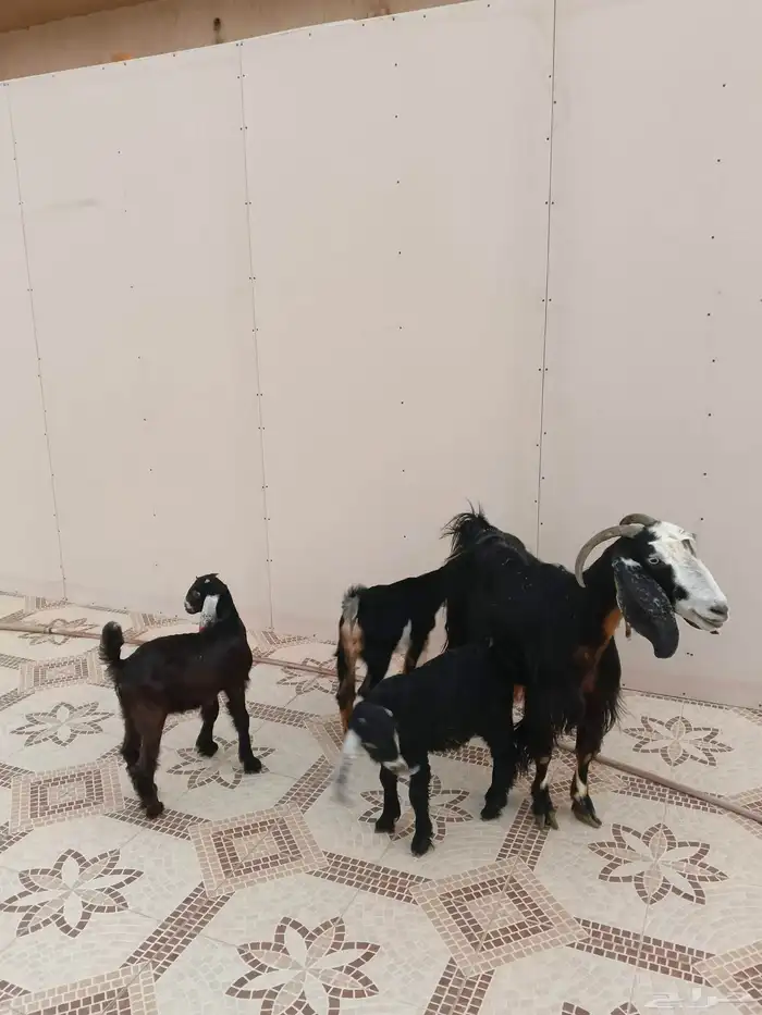 عنز عارضيه خلفه معها ثلاث 2