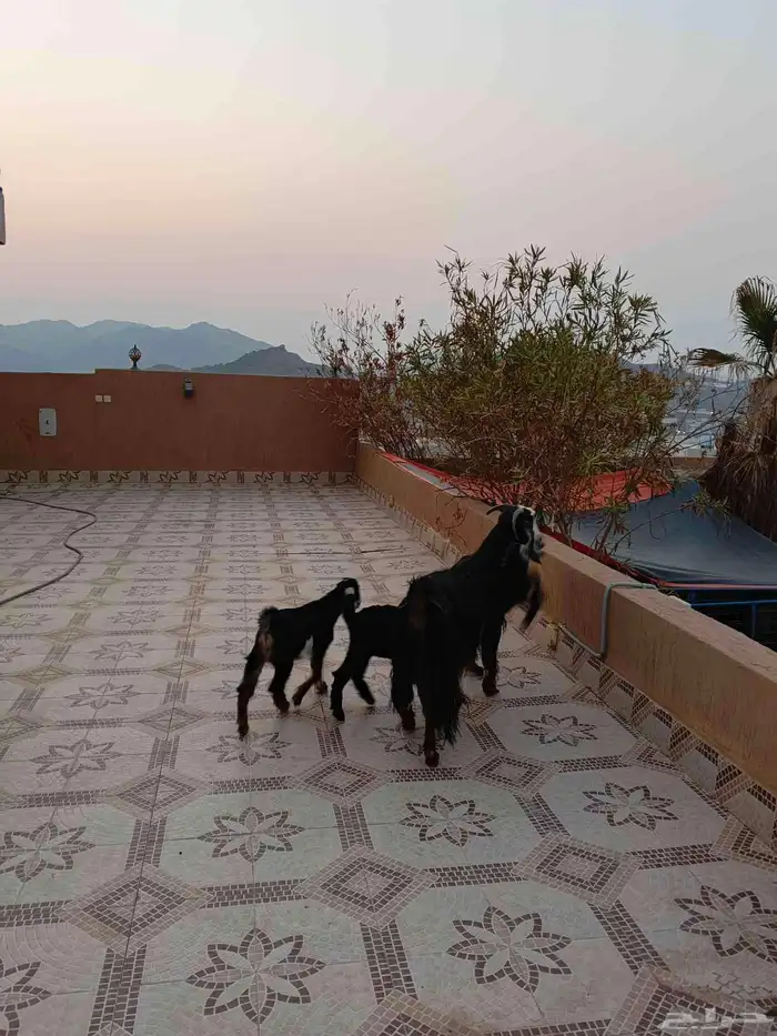 عنز عارضيه خلفه معها ثلاث 3