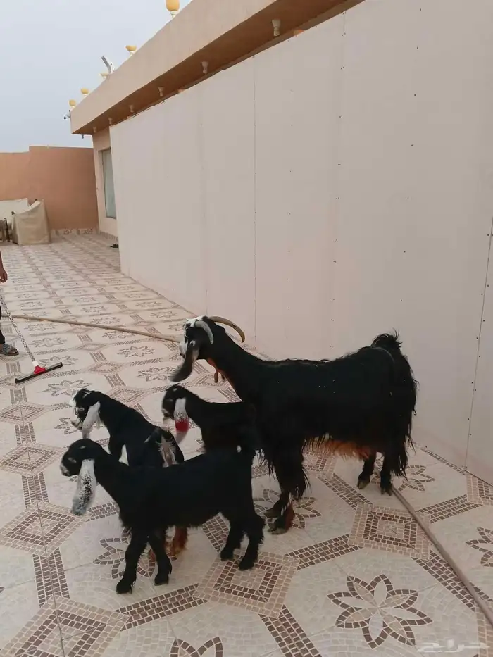 عنز عارضيه خلفه معها ثلاث 0