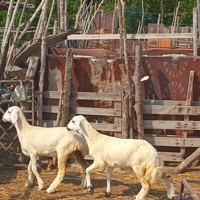 رخلتين حري لبنه العمر 3شهور ونص تقريبا للبيع 4