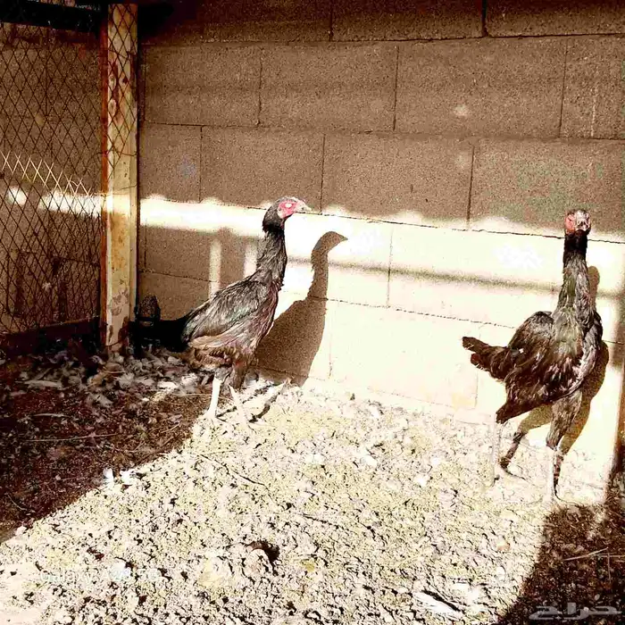 دجاجتين وديك باكستاني 0