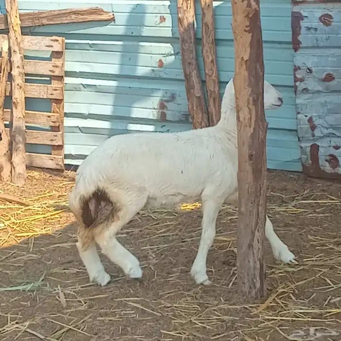 رخلتين حري لبنه العمر 3شهور ونص تقريبا للبيع 2