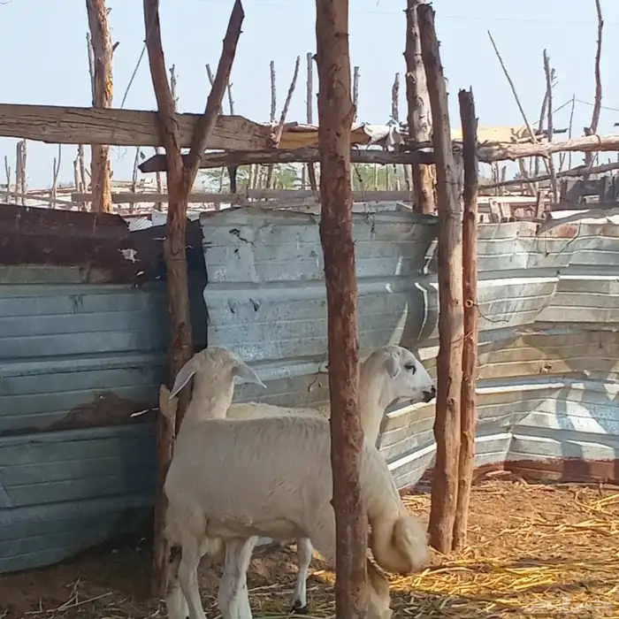 رخلتين حري لبنه العمر 3شهور ونص تقريبا للبيع 9