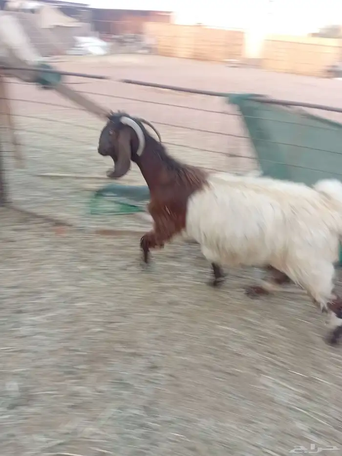 عنز مضرع 3 شهور 0