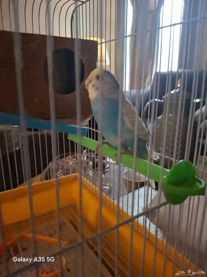 عصفور   استراليا فصيله البغباء 0