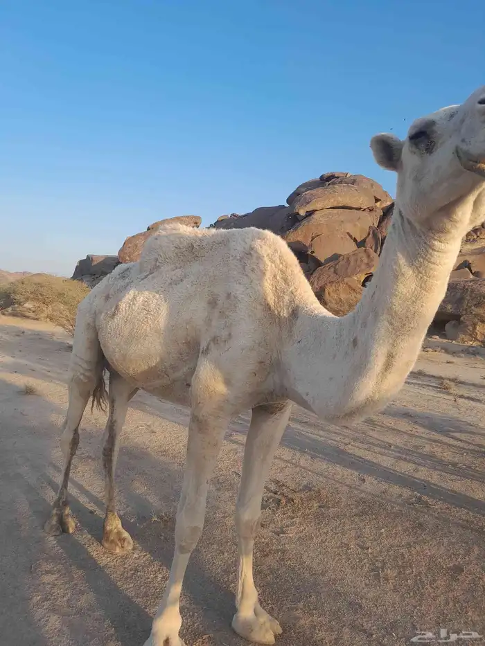 ضروبه للبيع 2