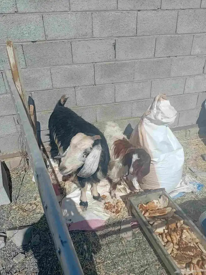 عنز. مضرع. معاها. جفره للبيع 0