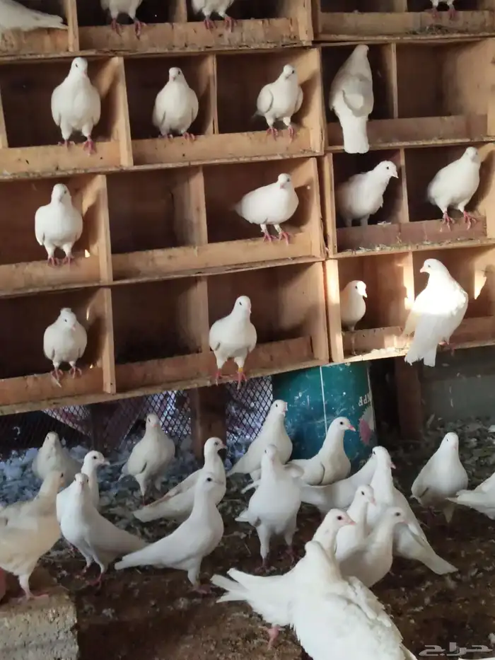 حمام فرنسي ابيض وسلفر 2