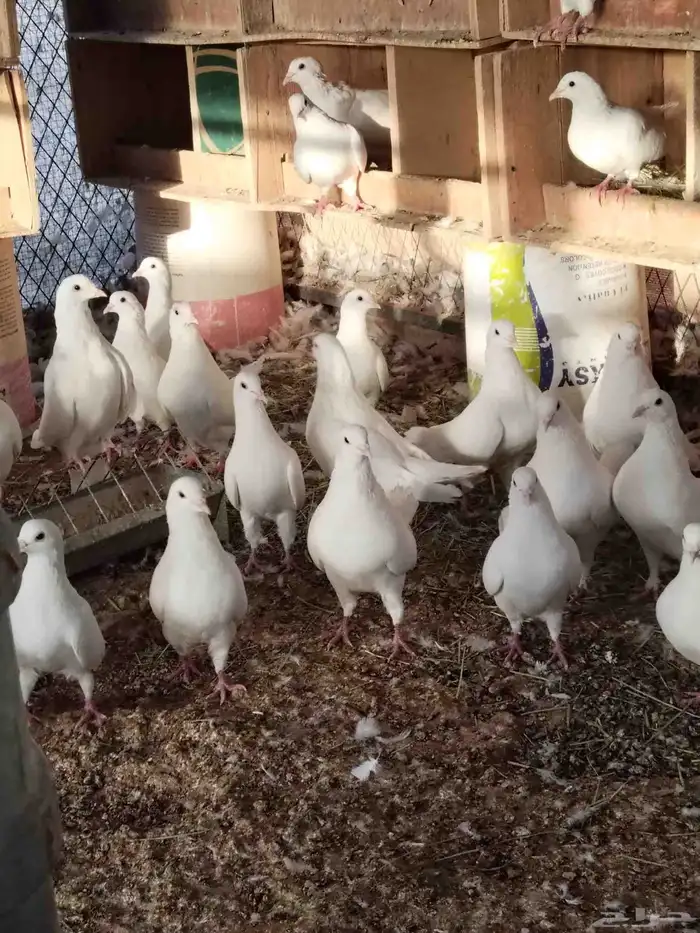 حمام فرنسي ابيض وسلفر 6