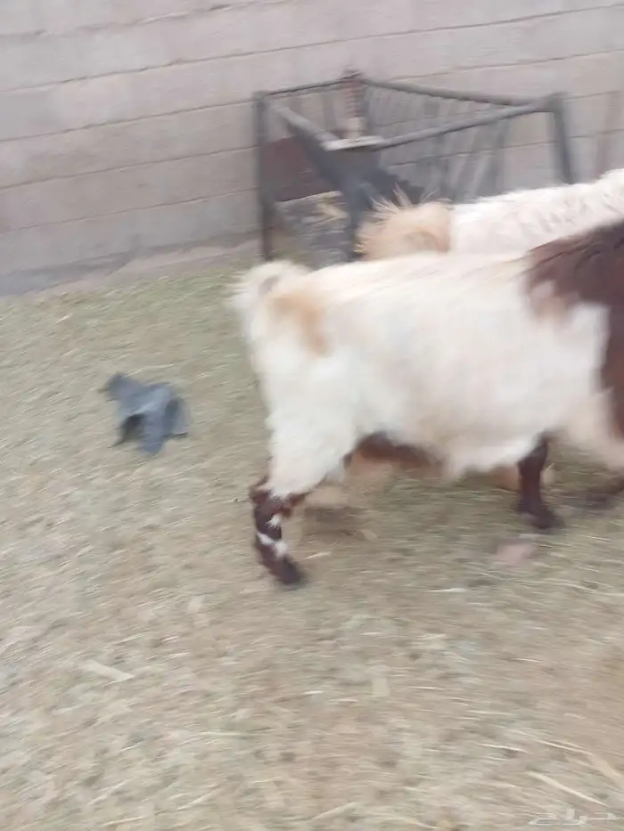 عنز مضرع 3 شهور 1