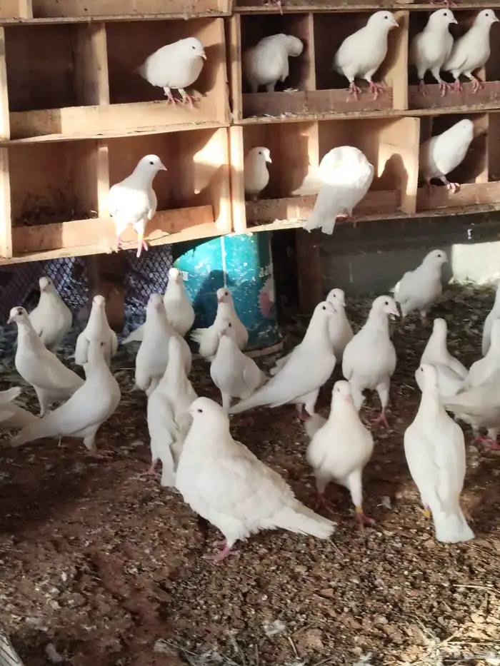 حمام فرنسي ابيض وسلفر 4