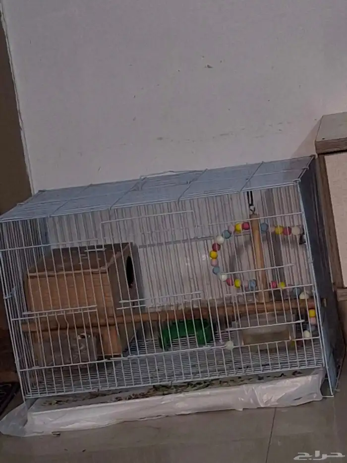 عصفور روز للبيع مع القفص 7