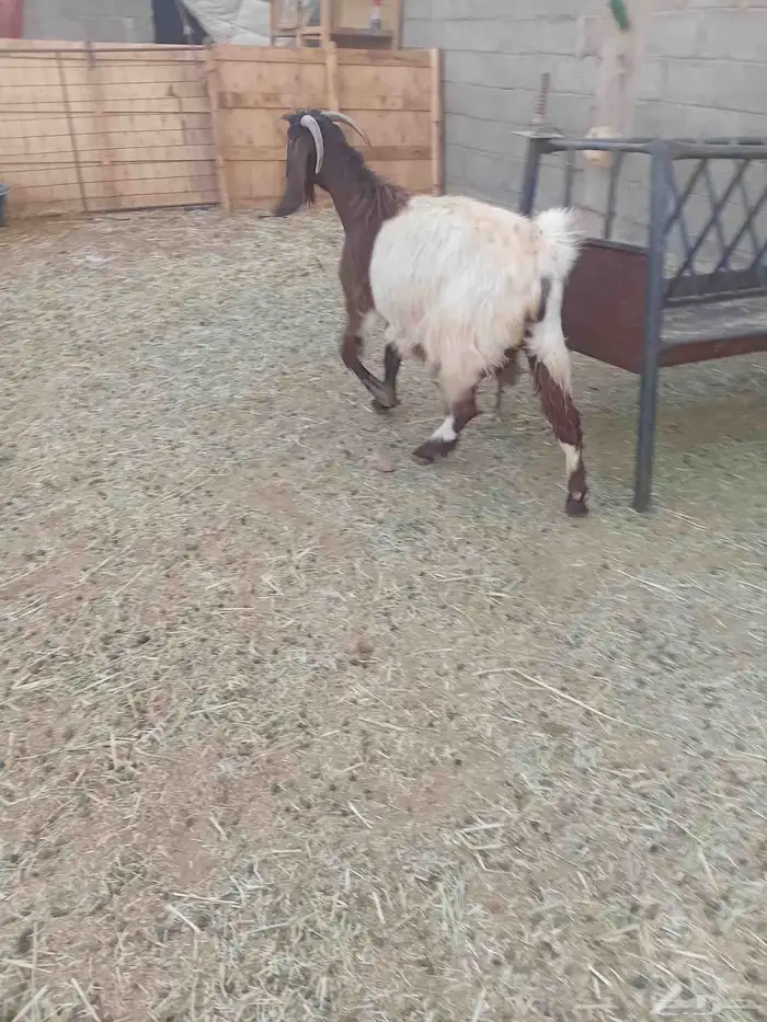 عنز مضرع 3 شهور 3