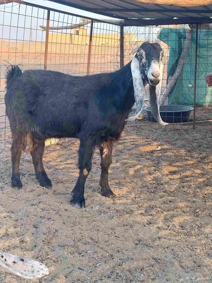 معزا تم البيع 2