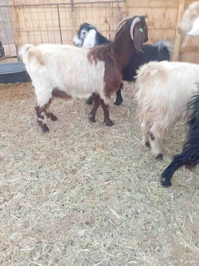 عنز مضرع 3 شهور 2