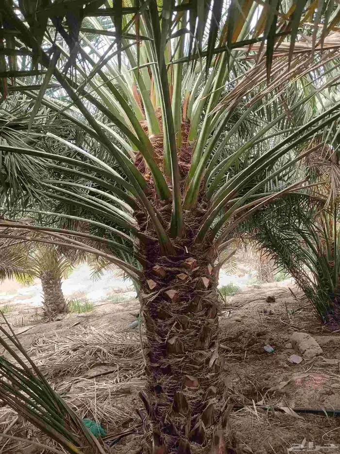 نخيل للبيع 9