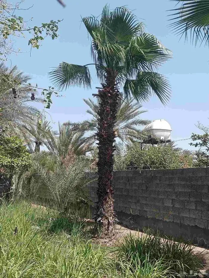 نخيل للبيع 6