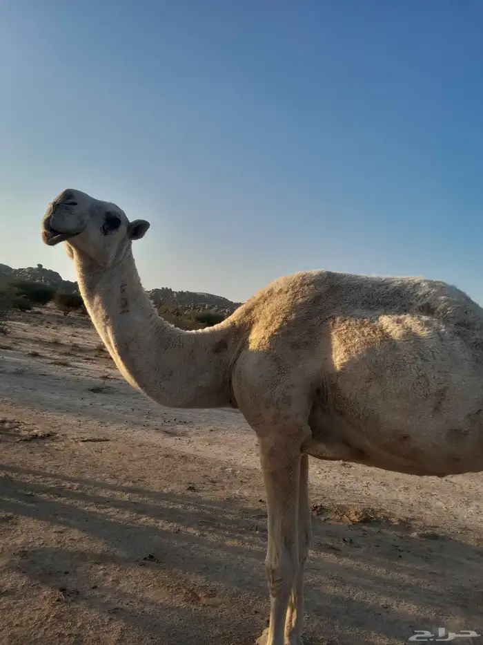 ضروبه للبيع 0