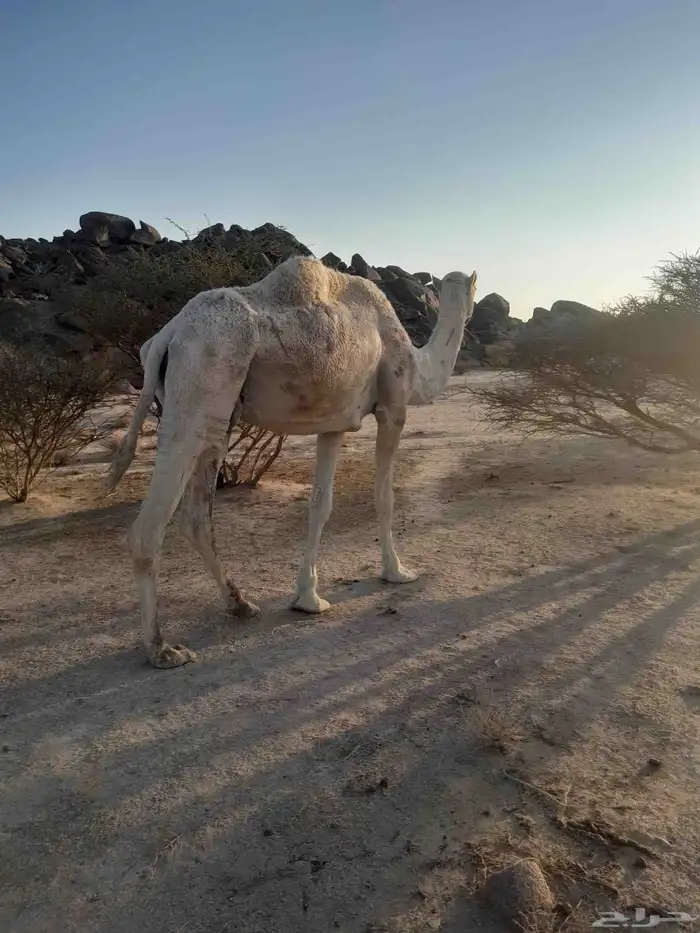 ضروبه للبيع 4