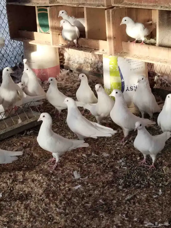 حمام فرنسي ابيض وسلفر 5