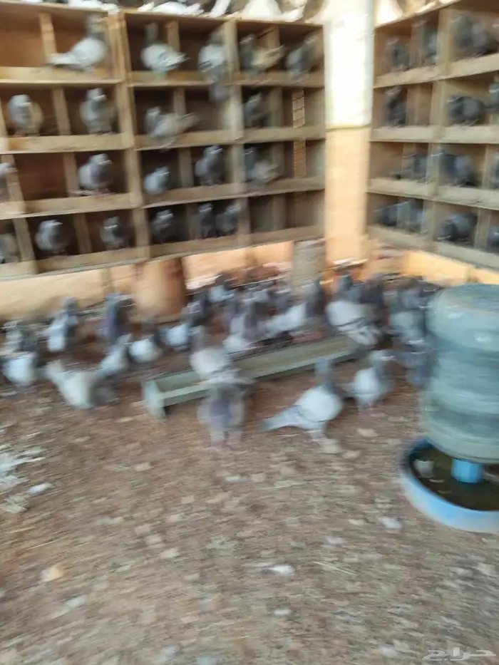 حمام فرنسي ابيض وسلفر 1