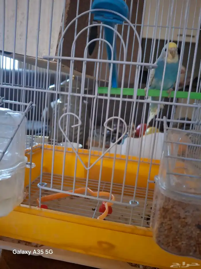 عصفور   استراليا فصيله البغباء 2