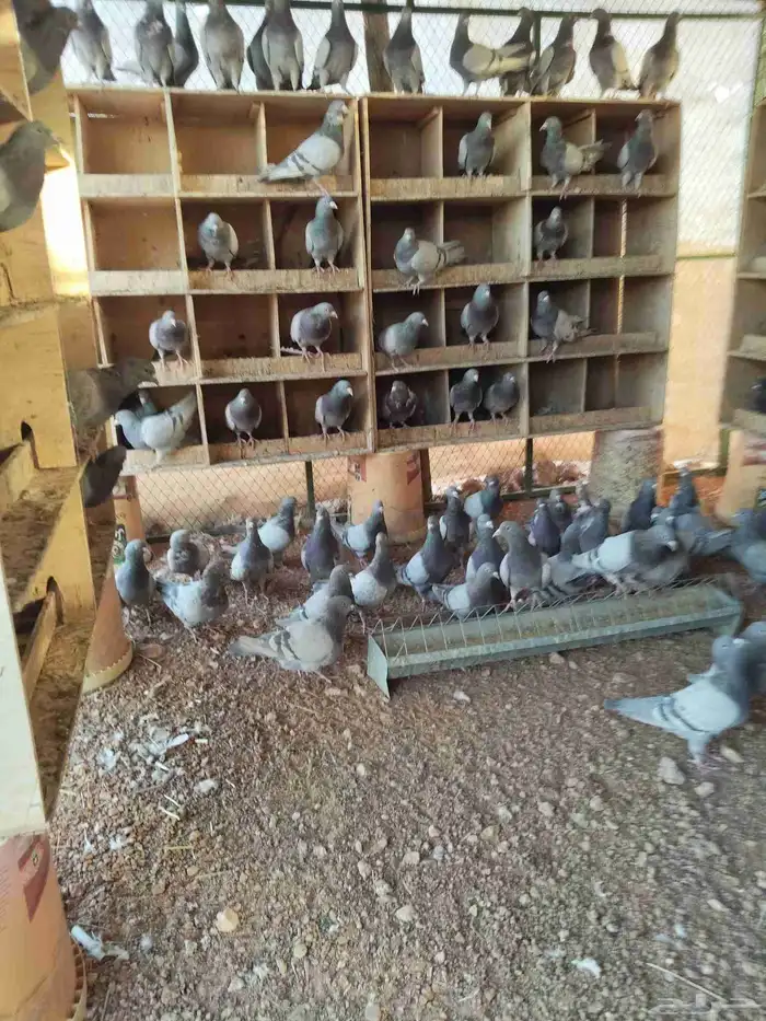 حمام فرنسي ابيض وسلفر 0