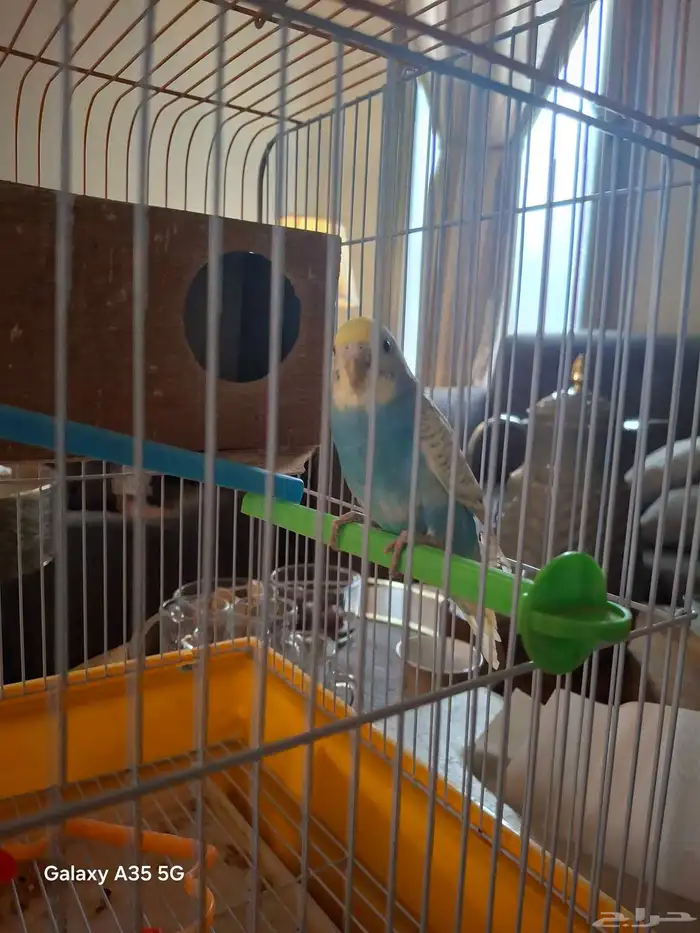 عصفور   استراليا فصيله البغباء 1