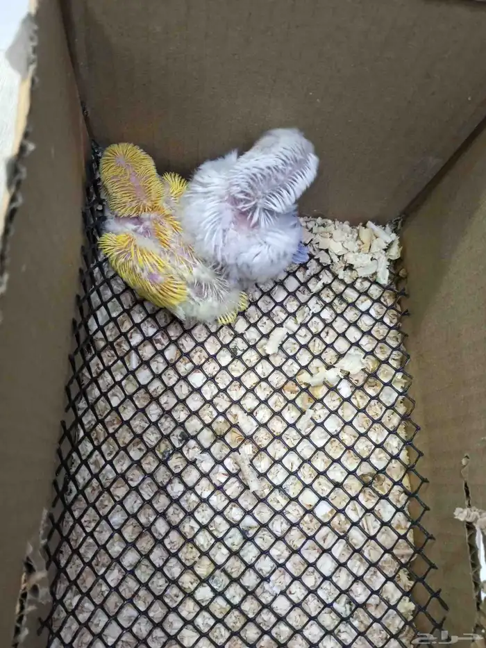 فرخ روز البينو و لاتينو عيون حمر 0