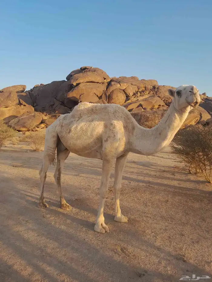 ضروبه للبيع 1