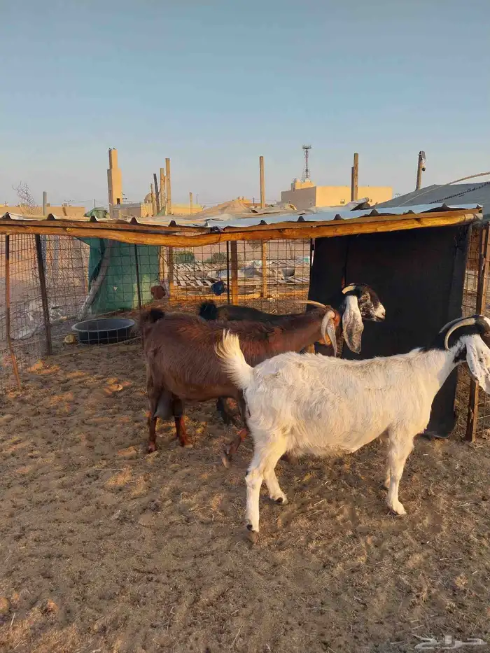 معزا تم البيع 3