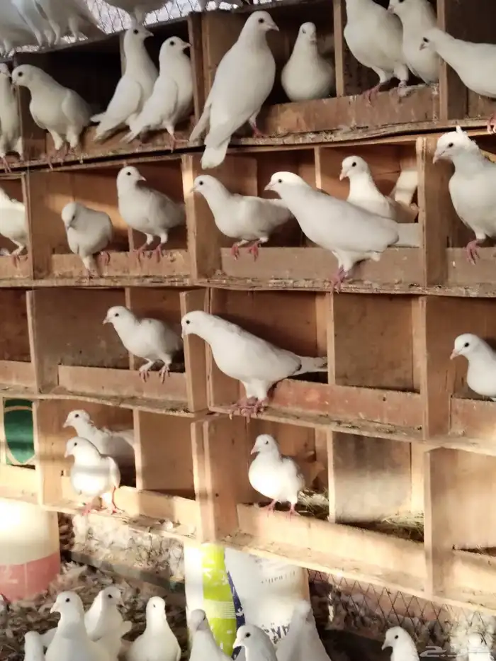 حمام فرنسي ابيض وسلفر 7