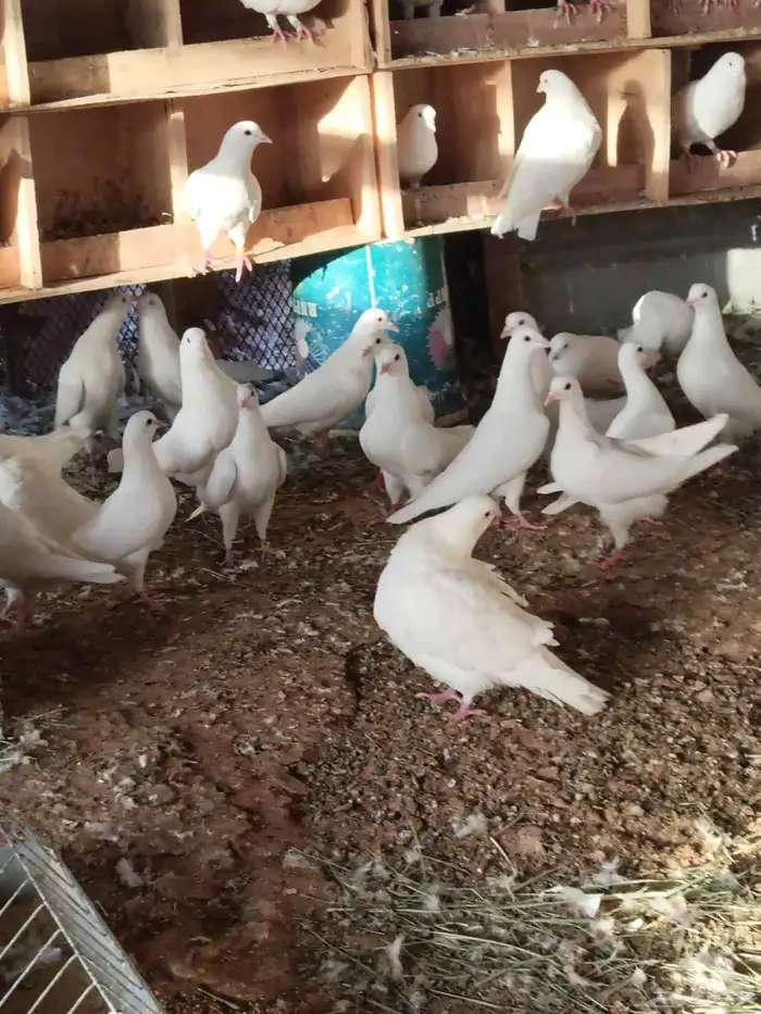 حمام فرنسي ابيض وسلفر 3