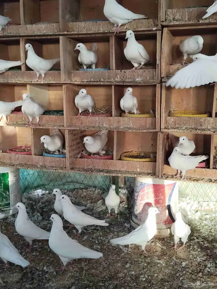 حمام فرنسي ابيض وسلفر 8