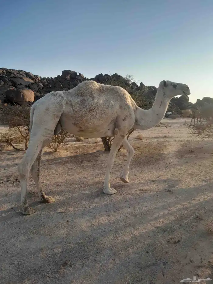 ضروبه للبيع 3