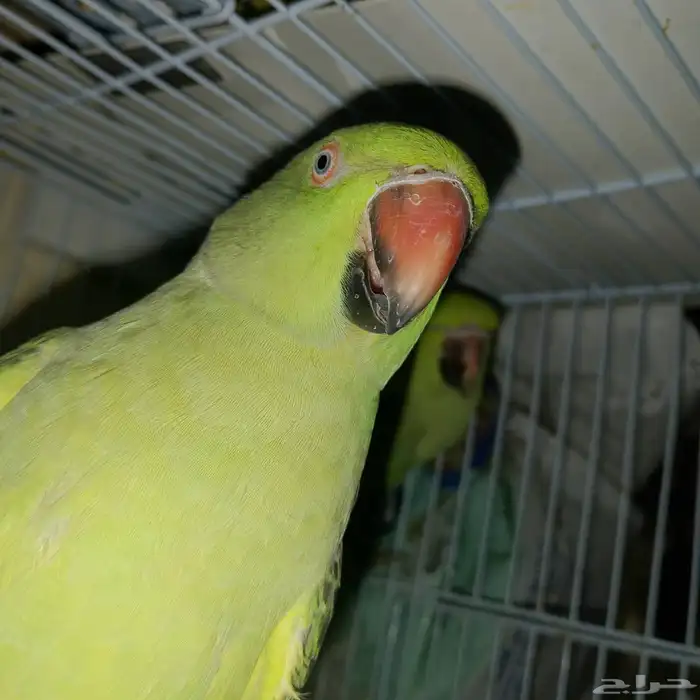 طيور دره ببغاء 4