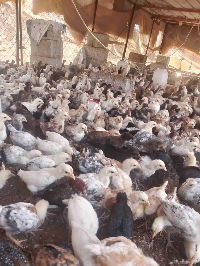 صوص دجاج الوان فواتح السعر 4ريال 1