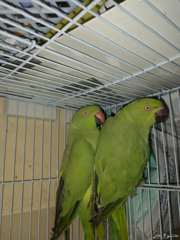 طيور دره ببغاء 2