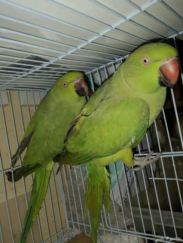 طيور دره ببغاء 0