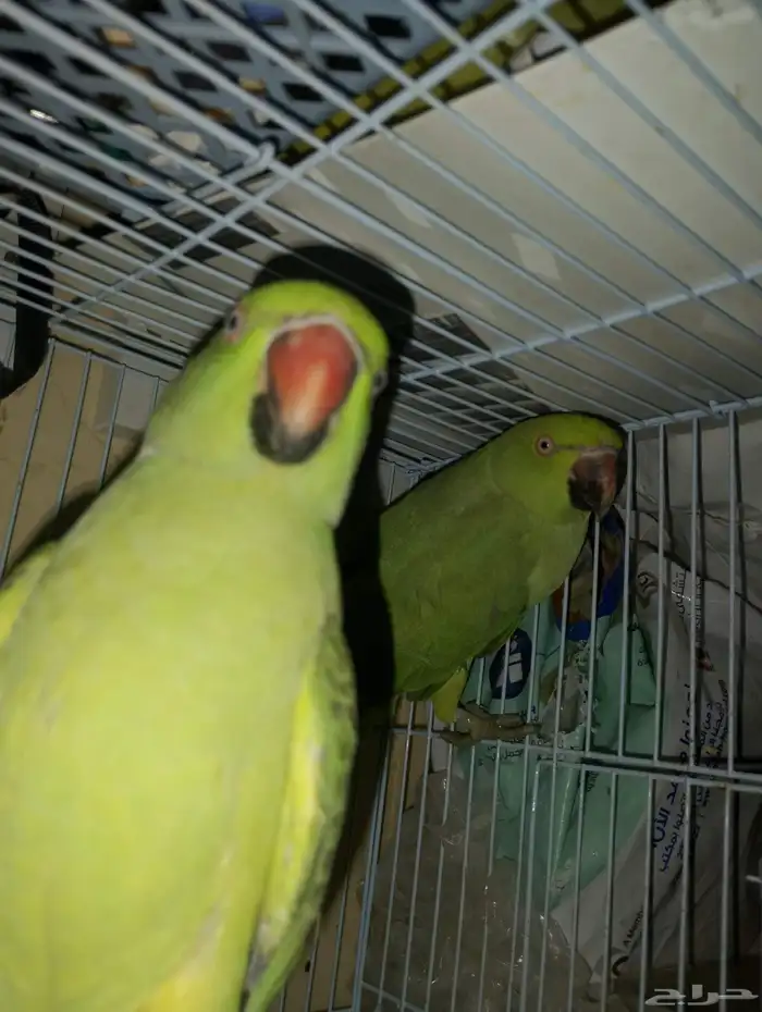 طيور دره ببغاء 3