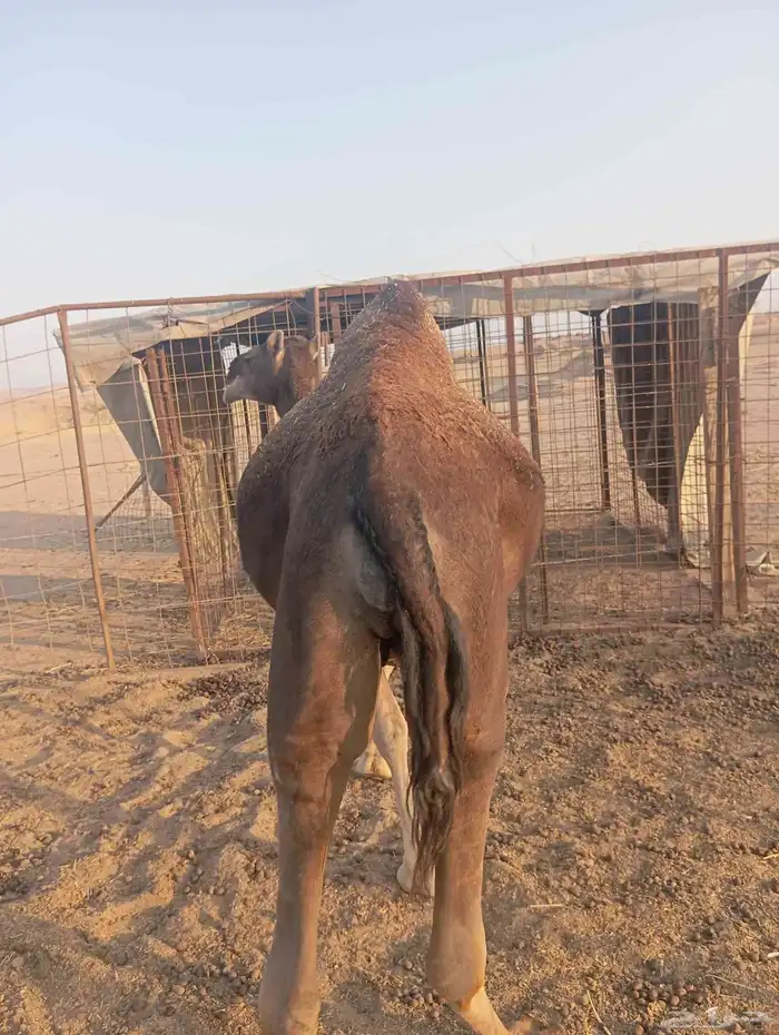 نياق للبيع 7