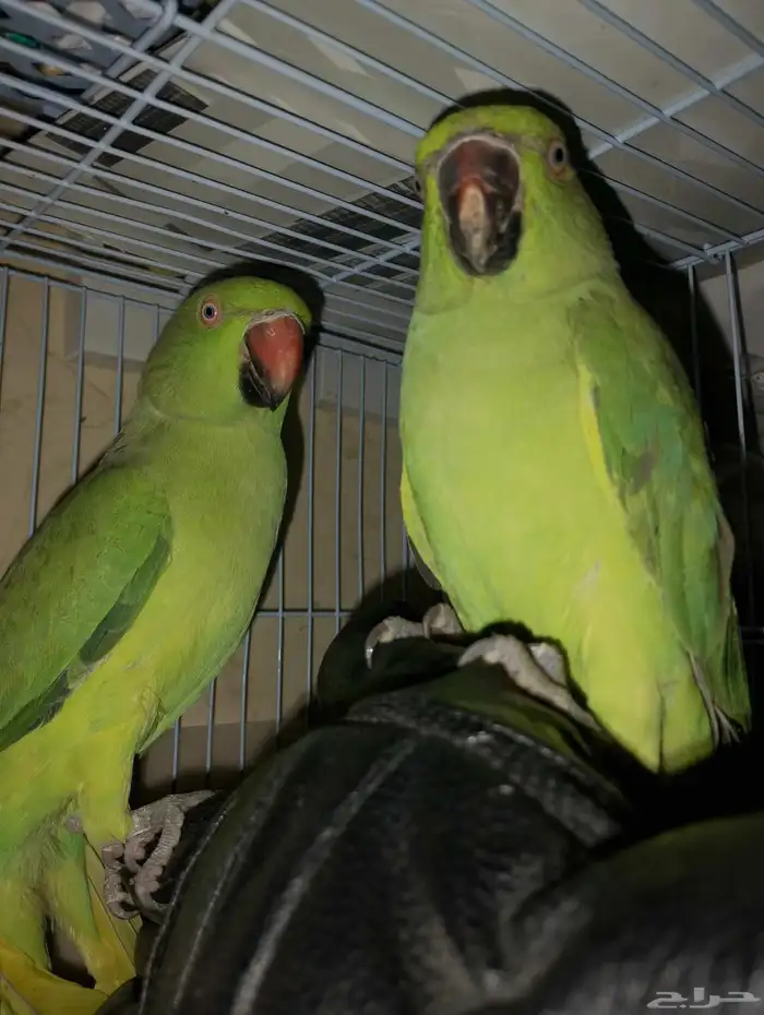 طيور دره ببغاء 1