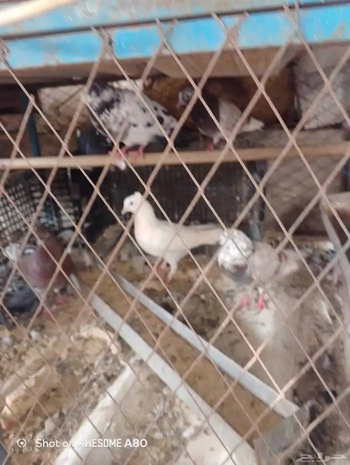 طبات حمام باكستاني فاخر 0