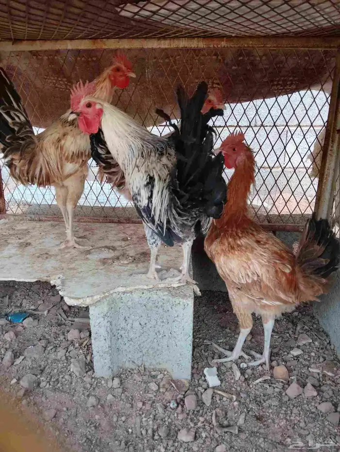 يوجد دجاج للبيع 0