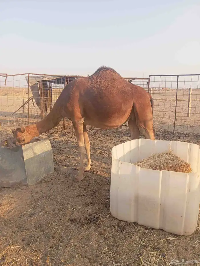 نياق للبيع 2