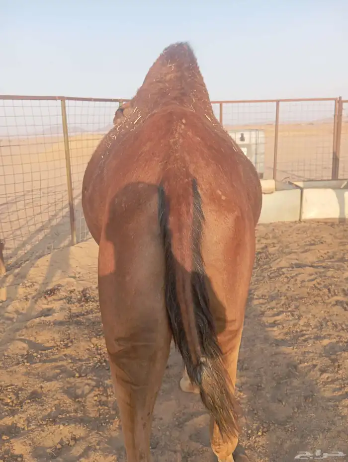 نياق للبيع 0