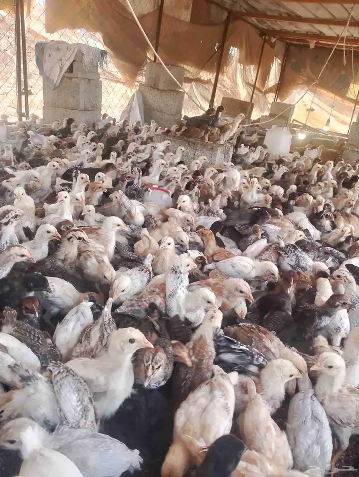 صوص دجاج الوان فواتح السعر 4ريال 0