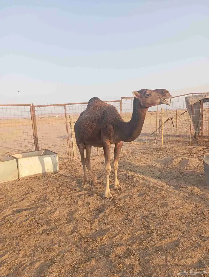 نياق للبيع 6