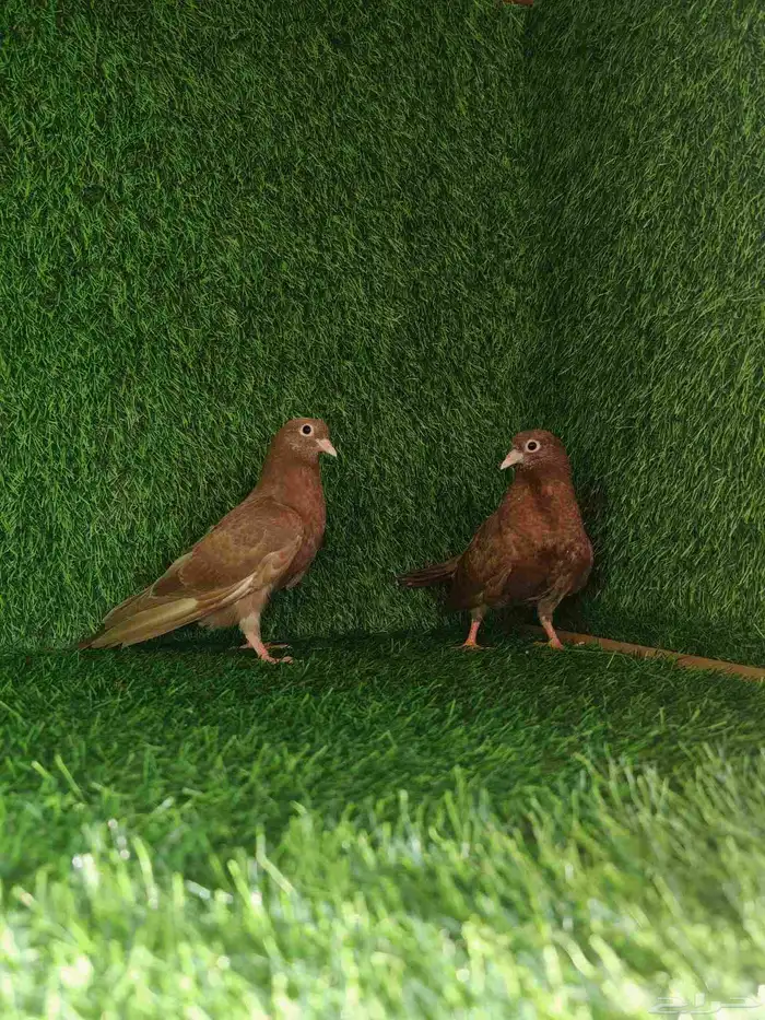 صنعاوي احمر من النوادر 2