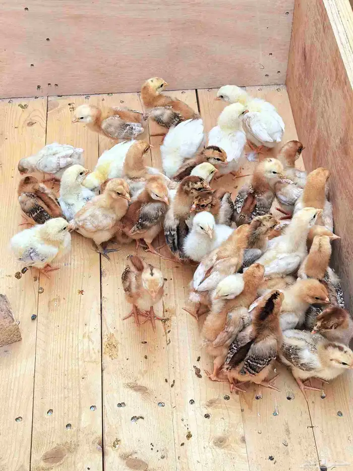 دجاج صوص لوهمان براون 2